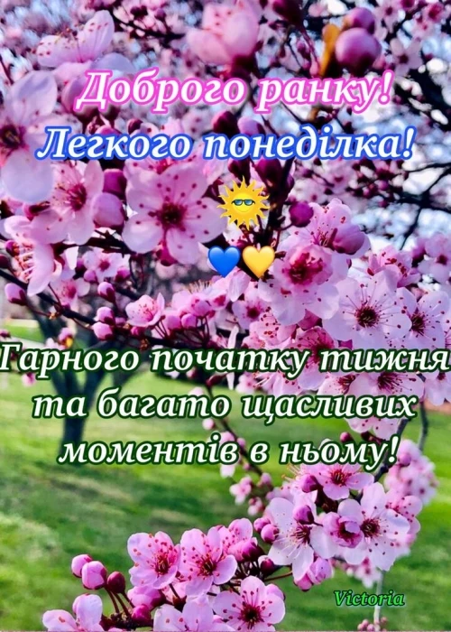 Розквітаюча вишня з привітанням на початку тижня
