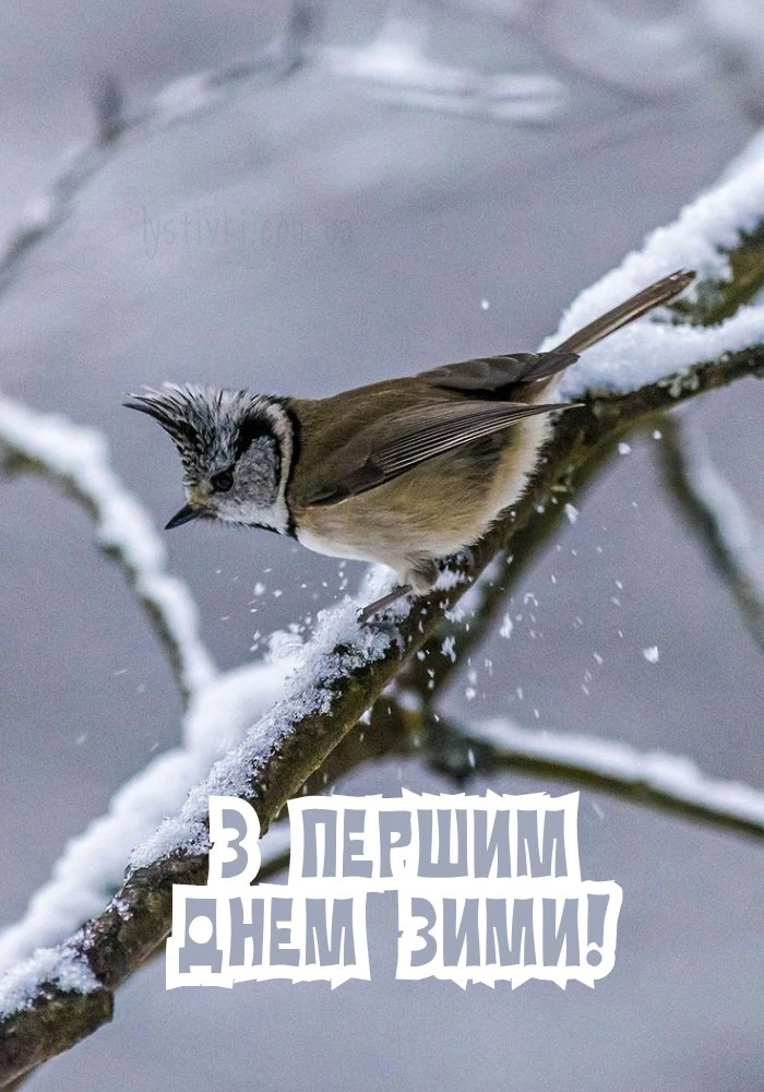 Пташка на сніжній гілці з привітанням про перший день зими.
